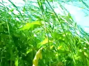 गंदा कुतिया उसकी चूत ...